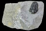 Detailed Gerastos Trilobite Fossil - Morocco #107294-1